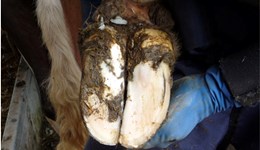 Reducing lameness at Ditchetts Farm